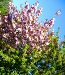 HANNOVER MESSE 2009 (г.Ганновер)